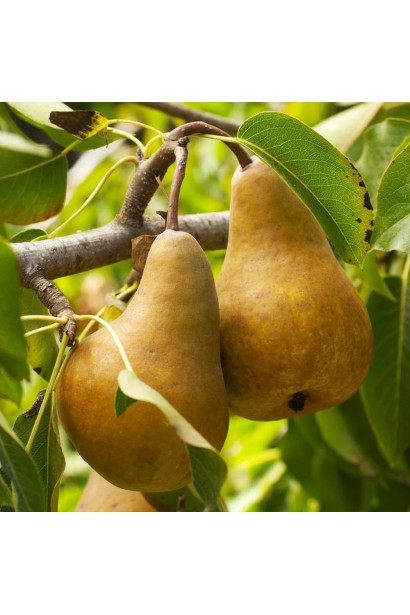 Груша звичайна Милена - достиглі золотисто-бронзові плоди